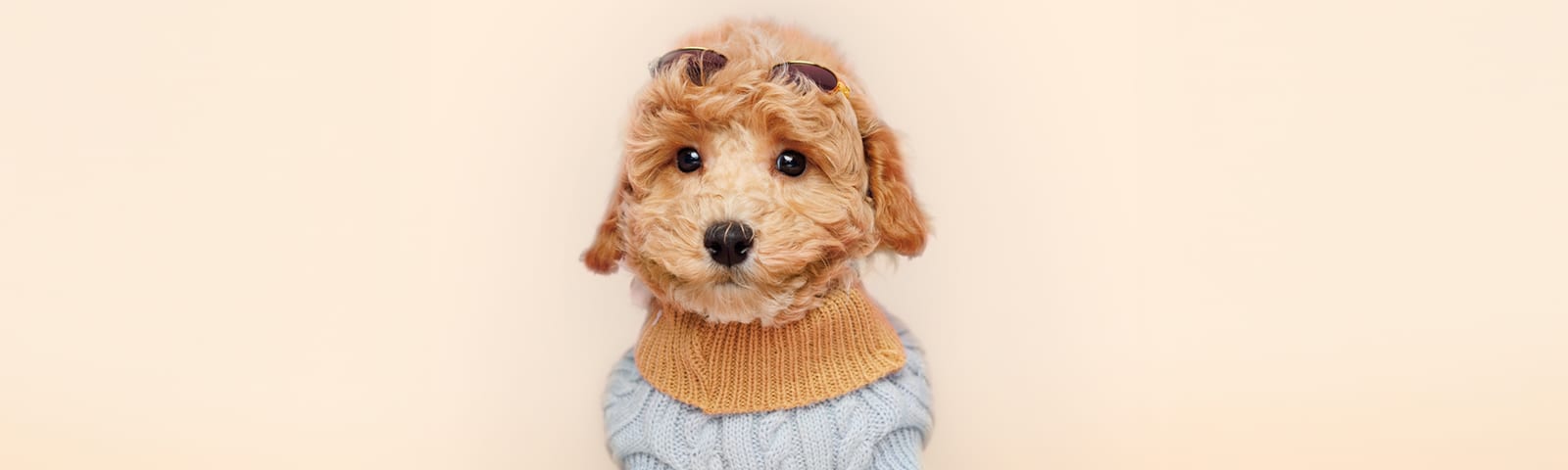 Bichonpoo puppies for sale at Perfect Little Puppies in Pearland, Houston