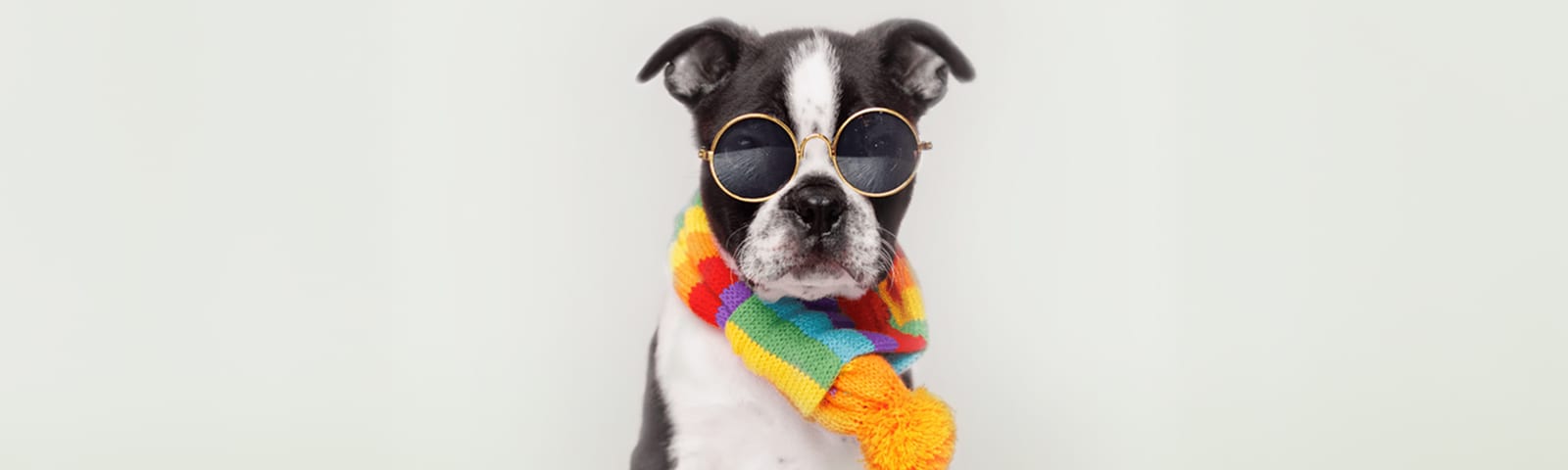 Boston Terrier puppies for sale at Perfect Little Puppies in Pearland, Houston