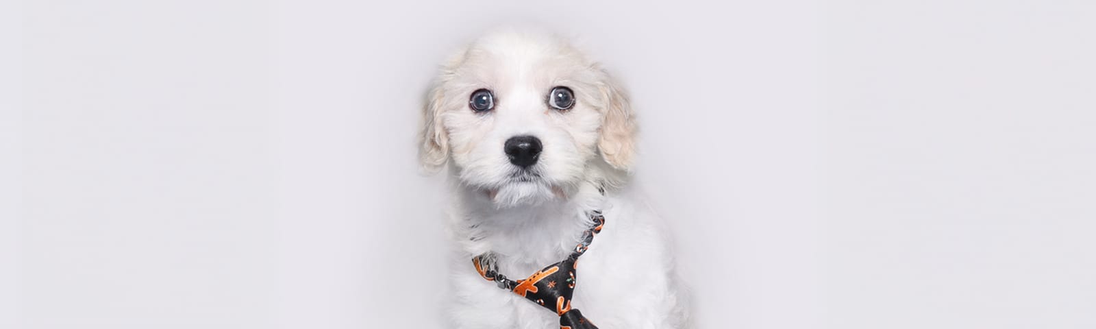 Cavachon puppies for sale at Perfect Little Puppies in Pearland, Houston, Texas