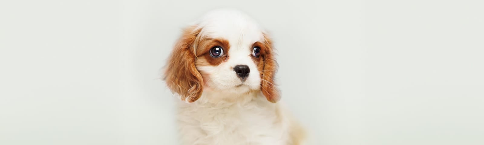 Cavalier King Charles Spaniel puppies for sale at Perfect Little Puppies in Pearland, Houston