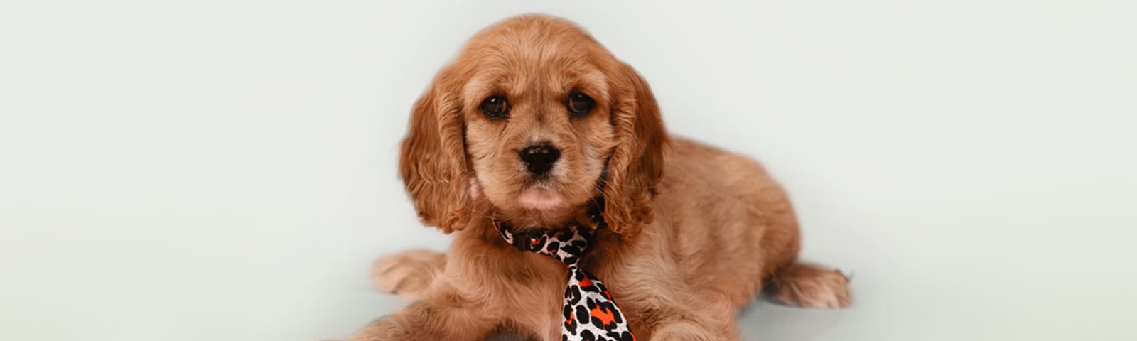 Cockalier puppies for sale at Perfect Little Puppies in Pearland, Houston, Texas