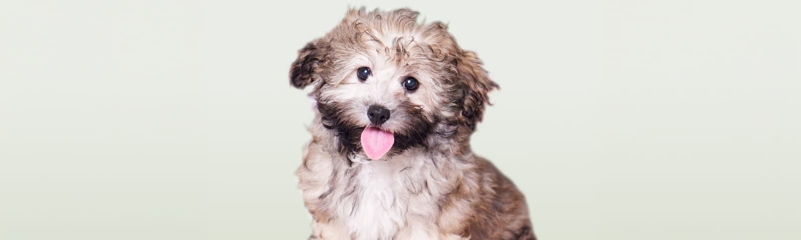 Coton de Tulear puppies for sale at Perfect Little Puppies in Pearland, Houston, Texas