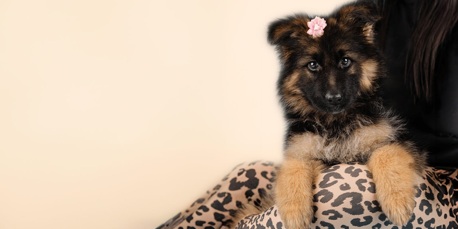 German Shepherd puppy with alert expression, for sale at Perfect Little Puppies Houston