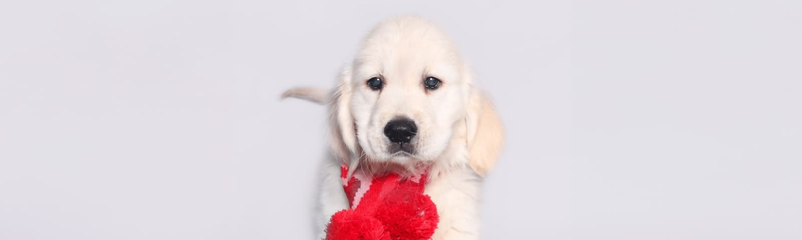 Golden Retriever puppy with friendly expression, available at Perfect Little Puppies