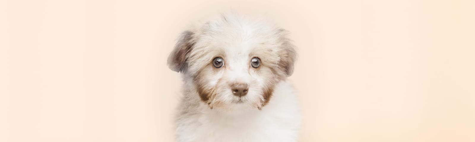 Havanese puppy with soft coat, available at Perfect Little Puppies in Houston