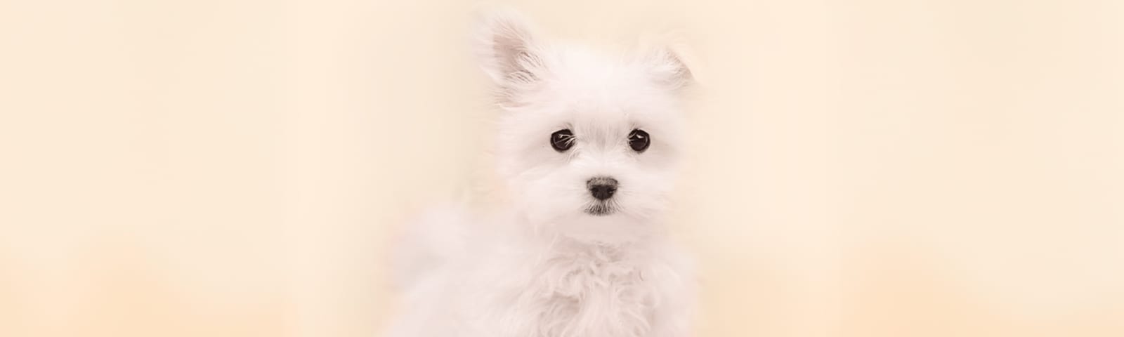 Maltese puppy with pure white coat, for sale at Perfect Little Puppies in Houston