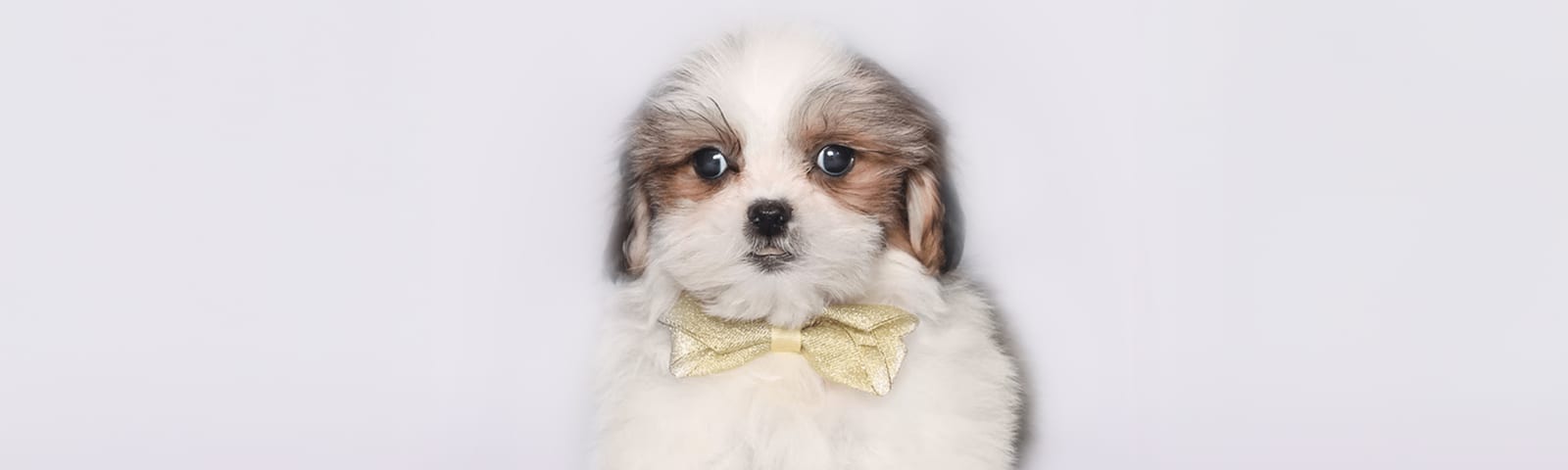 Maltishi puppy, Maltese-Shih Tzu mix, for sale at Perfect Little Puppies Houston