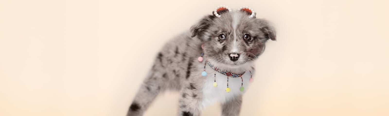 Mini Australian Shepherd puppy, energetic small herder, for sale in Houston