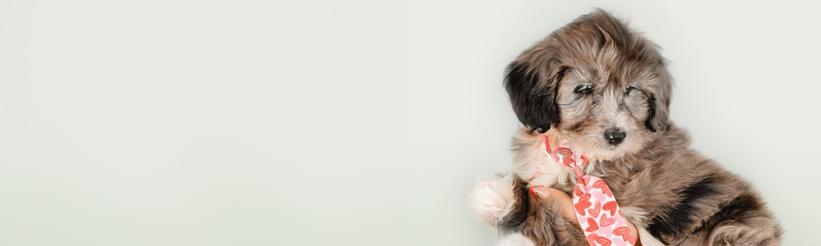 Mini Bernedoodle puppy with friendly personality, for sale at Perfect Little Puppies