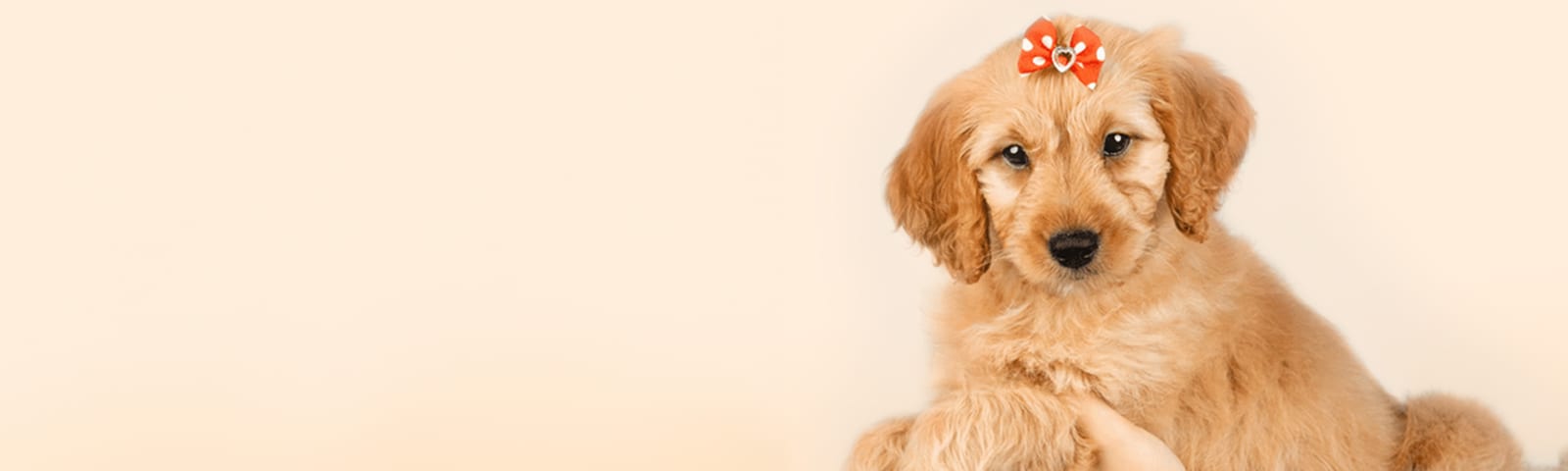 Mini Goldendoodle puppy with wavy coat, for sale at Perfect Little Puppies Houston
