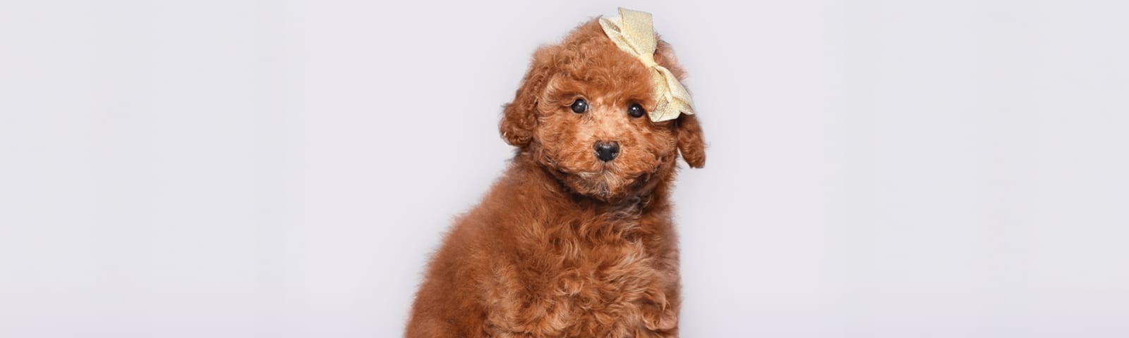 Mini Poodle puppy with curly coat, available at Perfect Little Puppies Houston