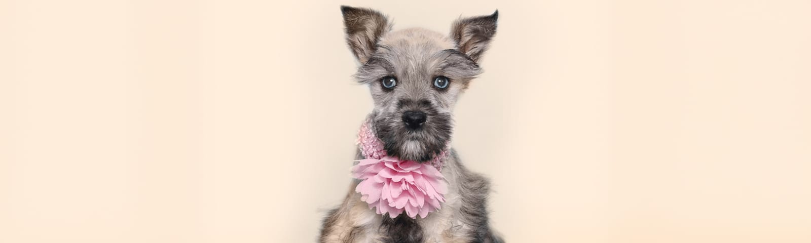 Mini Schnauzer puppy with distinctive beard, for sale at Perfect Little Puppies Houston