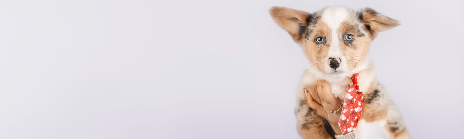 Pembroke Welsh Corgi puppies for sale in Houston, Texas