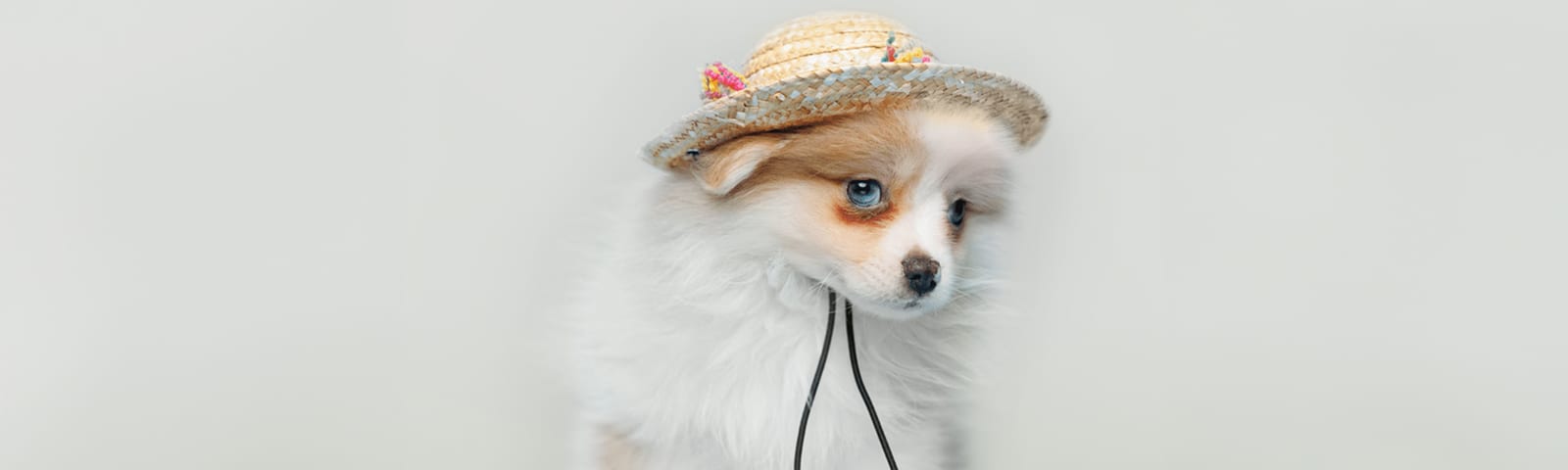 Pomeranian puppies for sale in Houston at Perfect Little Puppies