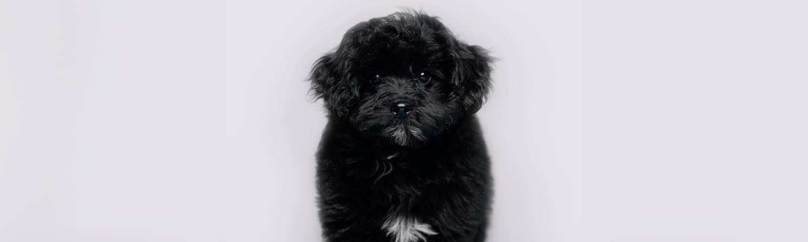 Pompoo puppies for sale in Houston at Perfect Little Puppies