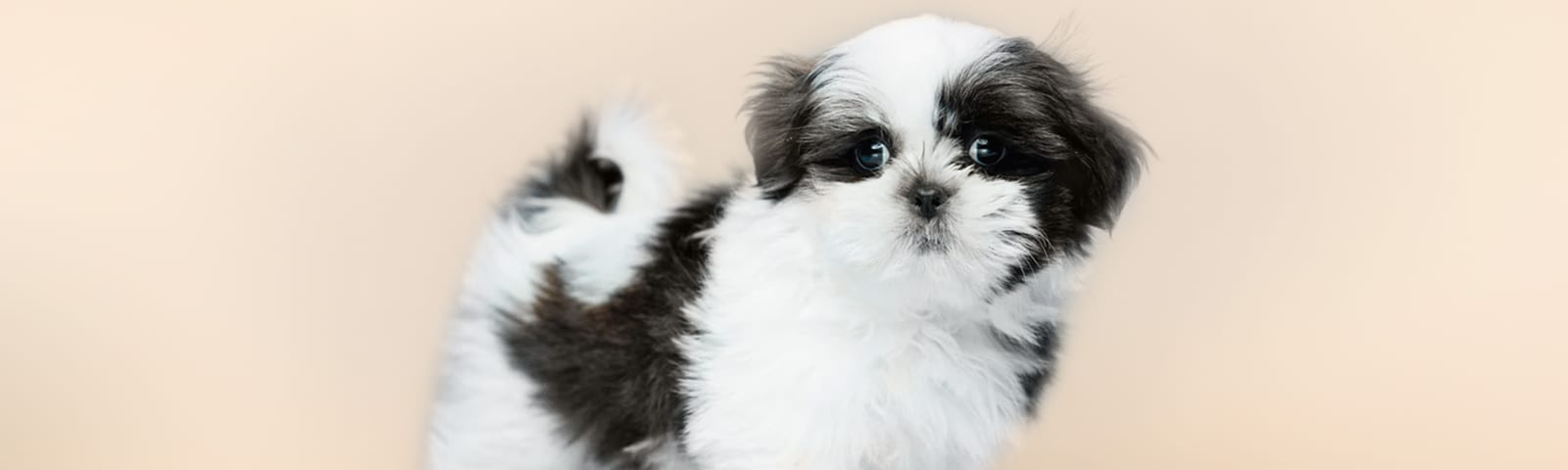 Shih Tzu puppies for sale in Houston at Perfect Little Puppies
