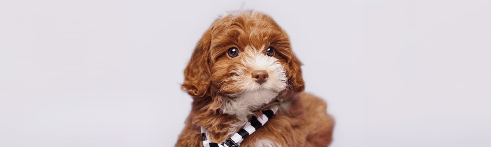 Shihpoo puppies for sale in Houston at Perfect Little Puppies