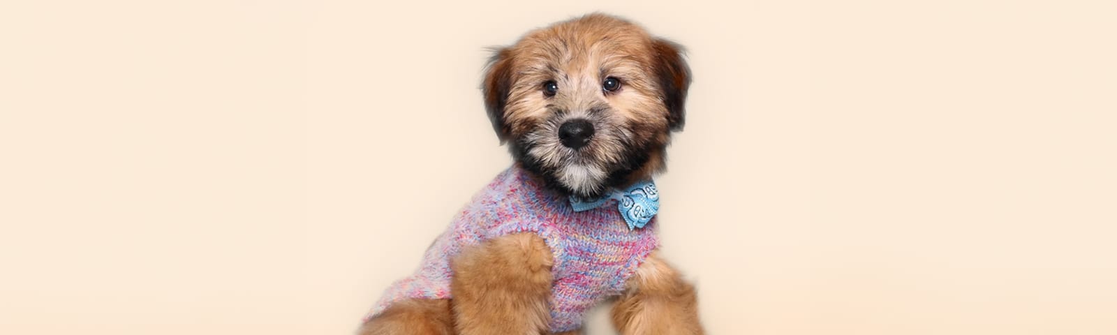 Wheaten Terrier puppies for sale in Houston at Perfect Little Puppies