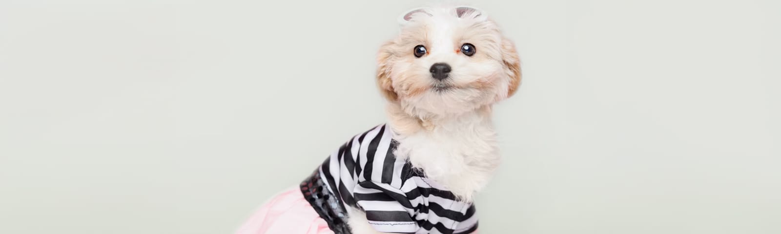 Teddy Bear puppies for sale in Houston at Perfect Little Puppies