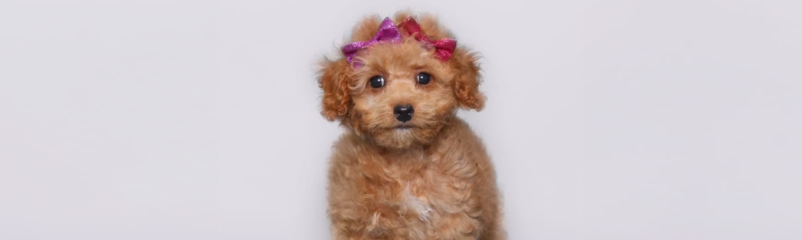 Toy Poodle puppies for sale in Houston at Perfect Little Puppies