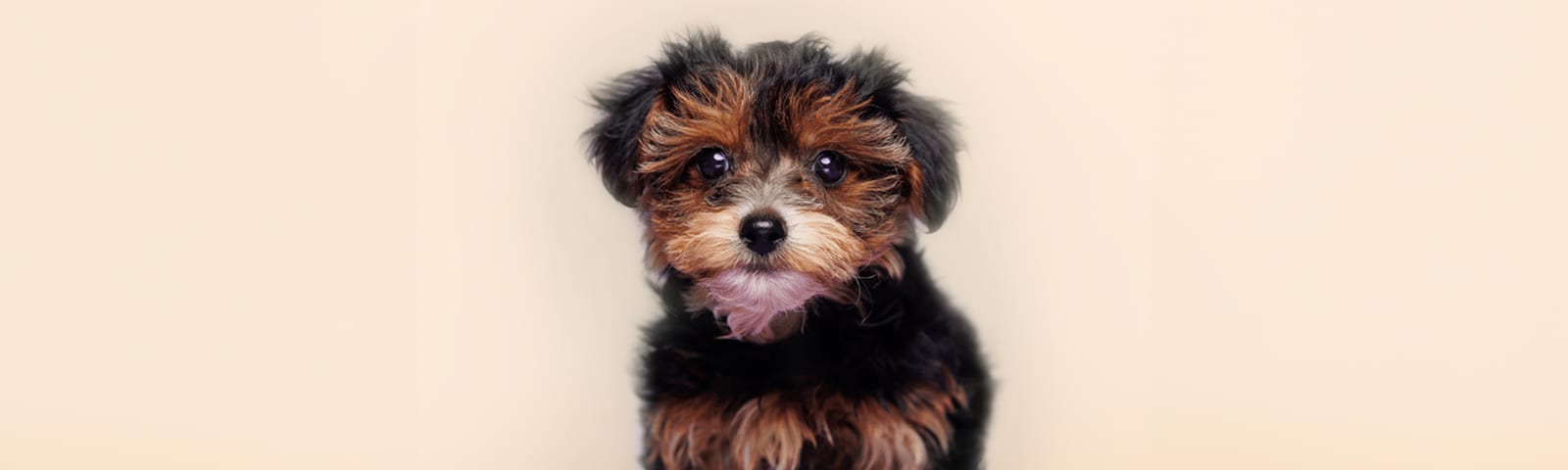 Yorkiechon puppies for sale in Houston at Perfect Little Puppies