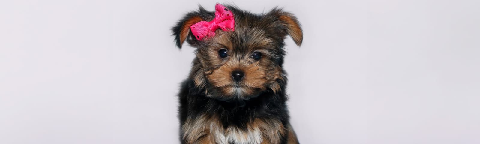Yorkshire Terrier puppies for sale in Houston at Perfect Little Puppies