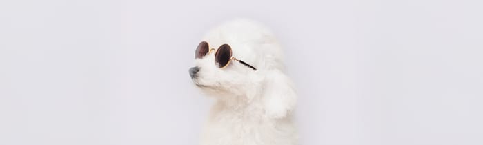 Fluffy Bichon Frisé puppy — best hypoallergenic dogs for families available