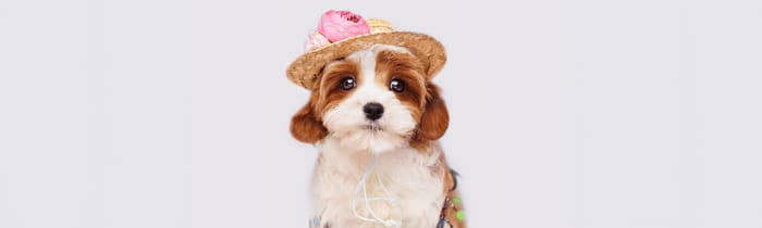 Happy Cavapoo puppy — Cavapoo vs Cockapoo comparison for Houston families