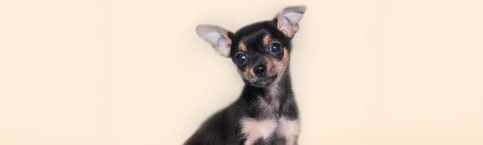 Tiny teacup Chihuahua puppy — teacup puppy care guide from Perfect Little Puppies