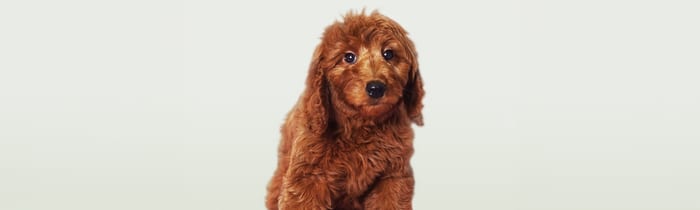 Friendly Goldendoodle puppy — best dogs for families with kids from Perfect Little Puppies