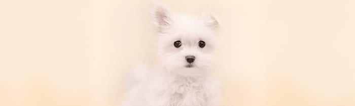 Fluffy Maltese puppy — low-shedding small dog guide for Houston families
