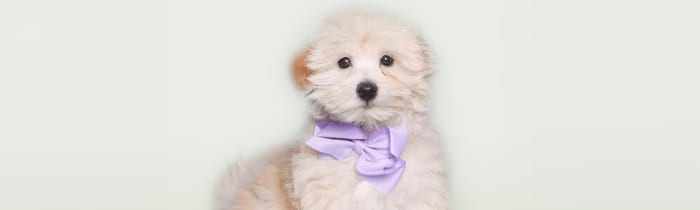 Fluffy Maltipoo puppy available at Perfect Little Puppies Pearland