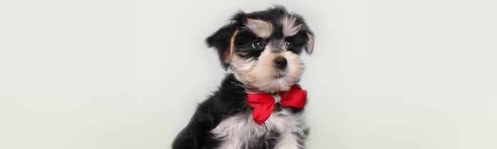 Adorable Morkie puppy with silky coat — complete Morkie breed guide for Houston