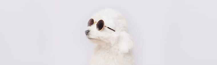 Fluffy Bichon Frisé puppy — best hypoallergenic dogs for families available