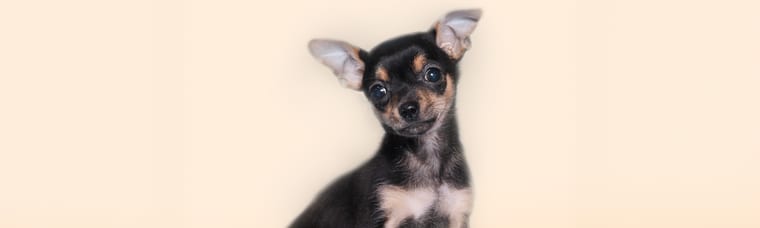 Tiny teacup Chihuahua puppy — teacup puppy care guide from Perfect Little Puppies