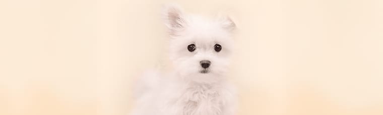 Fluffy Maltese puppy — low-shedding small dog guide for Houston families