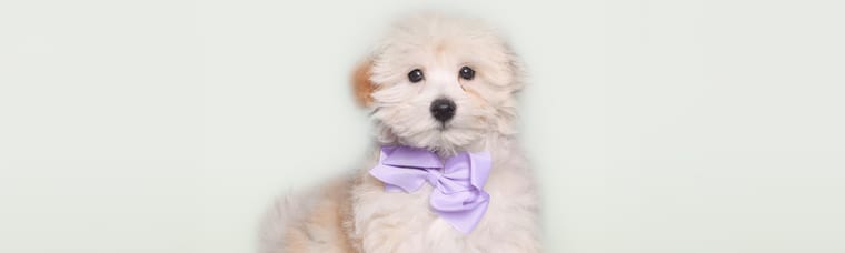 Fluffy Maltipoo puppy available at Perfect Little Puppies Pearland