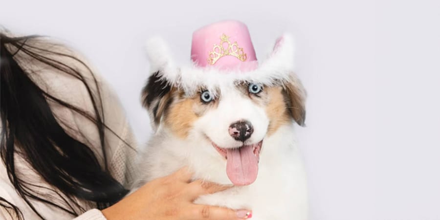 Australian Shepherd puppies for sale at Perfect Little Puppies in Pearland, Houston