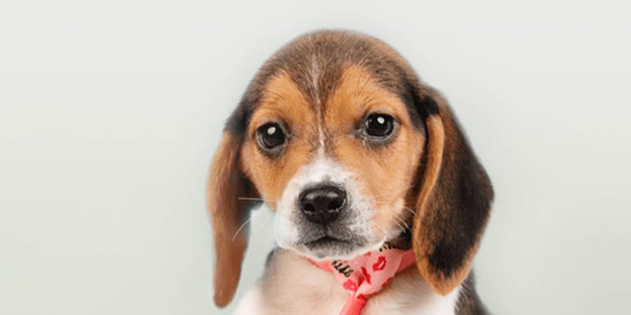 Beagle puppies for sale at Perfect Little Puppies in Pearland, Houston, Texas