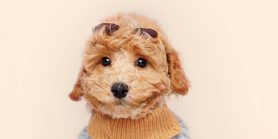 Bichonpoo puppies for sale at Perfect Little Puppies in Pearland, Houston