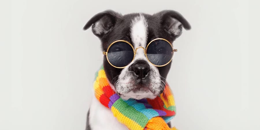 Boston Terrier puppies for sale at Perfect Little Puppies in Pearland, Houston