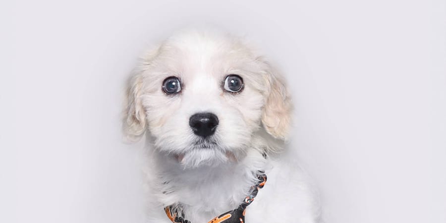 Cavachon puppies for sale at Perfect Little Puppies in Pearland, Houston, Texas