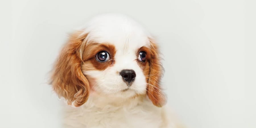 Cavalier King Charles Spaniel puppies for sale at Perfect Little Puppies in Pearland, Houston