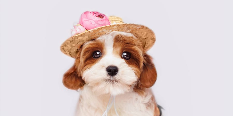 Cavapoo puppies for sale at Perfect Little Puppies in Pearland, Houston, Texas