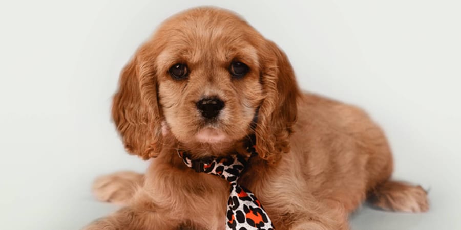 Cockalier puppies for sale at Perfect Little Puppies in Pearland, Houston, Texas