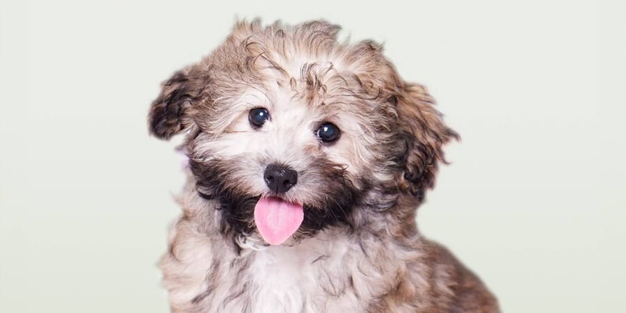 Coton de Tulear puppies for sale at Perfect Little Puppies in Pearland, Houston, Texas
