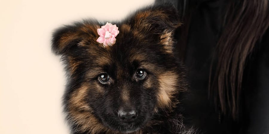 Intelligent German Shepherd puppy ready for adoption in Pearland area