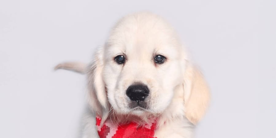 Happy Golden Retriever puppy for sale in Houston at Perfect Little Puppies