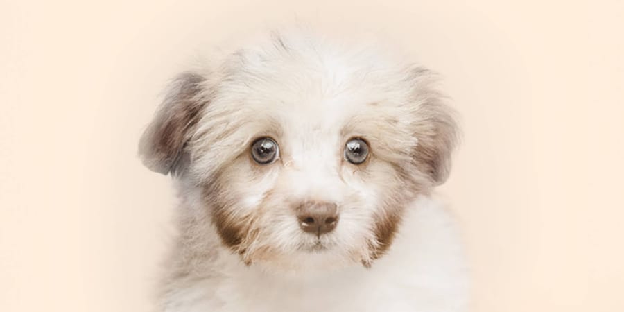 Affectionate Havanese puppy for sale in Pearland area at Perfect Little Puppies