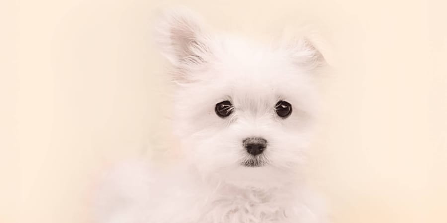 Friendly Maltese puppy available at Perfect Little Puppies in Pearland, Texas